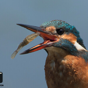 Hummy !