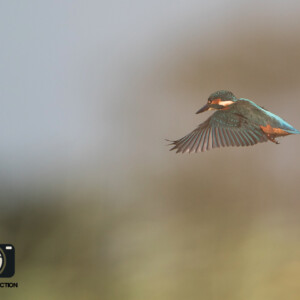 Stationnary flight